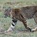 Lince1950